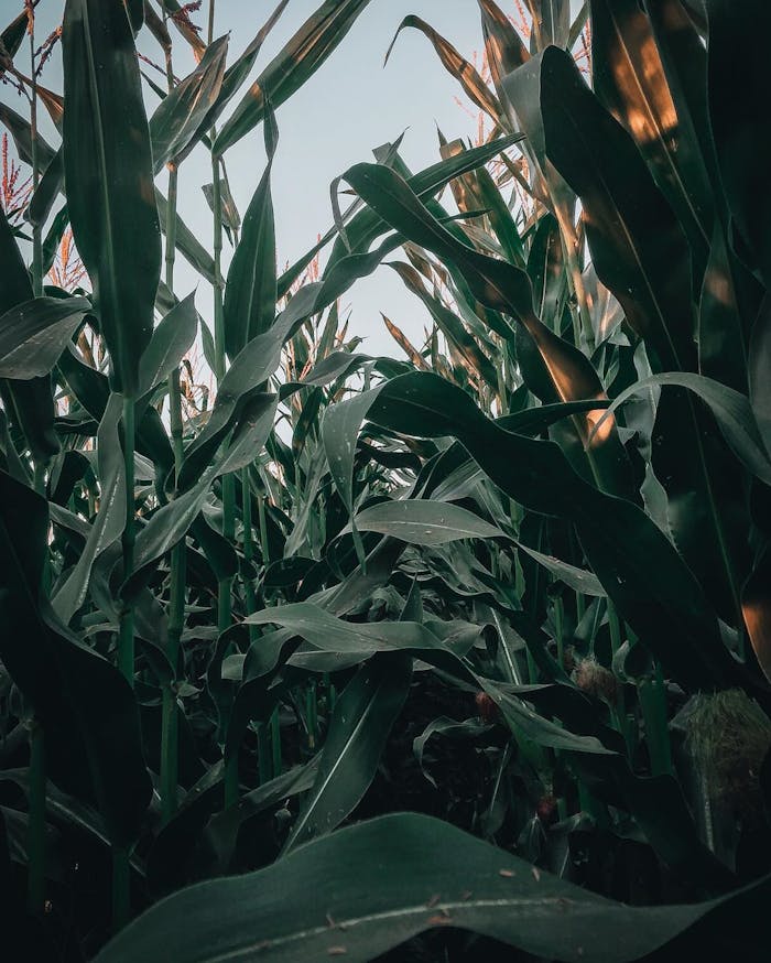 Lush corn plants swaying in the evening light, representing growth and nature.