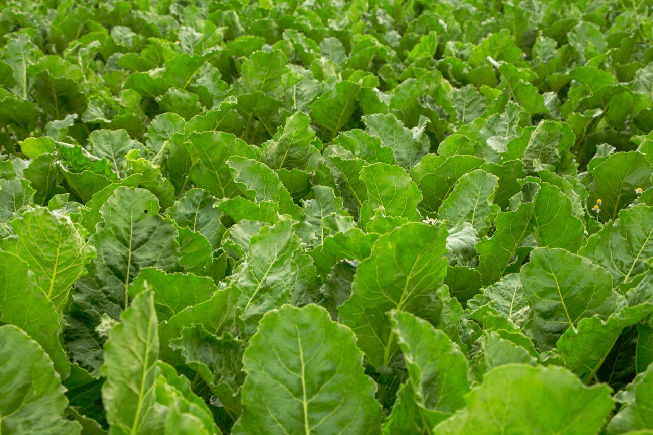 Close-up view of a vibrant sugar beet field with lush green leaves.