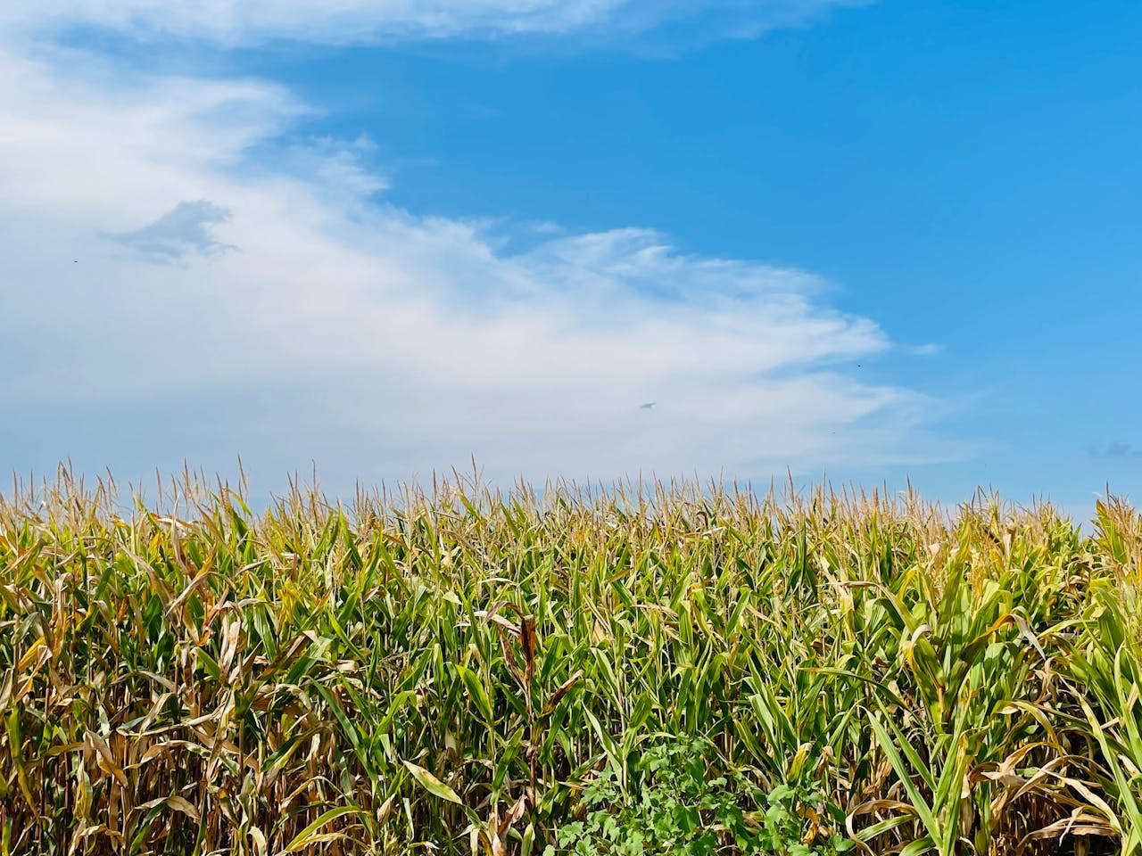 Expansive cornfield under a bright blue sky, perfect for agricultural themes.
